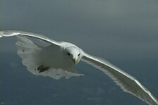 seagull 5.jpg
